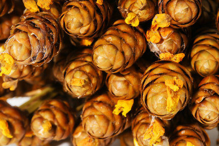 Macro group of brown and yellow dry flower backgroundの写真素材