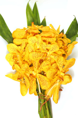 Closeup of Branch yellow orchid on white backgroundの写真素材