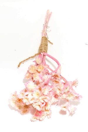 Close up of Single Dry Tabebuia rosea pink on white backgroundの写真素材