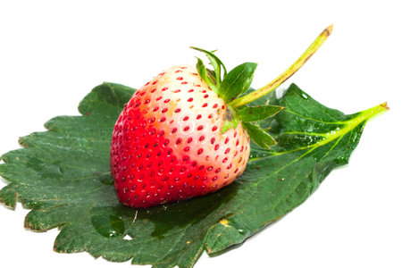 Macro Single Red Strawberry on strawberry leafの写真素材