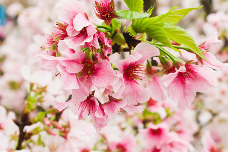 Macro of Single Group Blossom pink sakura in the gardenの写真素材