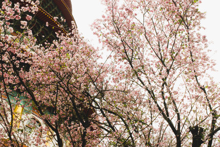Closeup Branch of Blossom pink sakura tree in the Tianyuan Temple,Taiwanの写真素材
