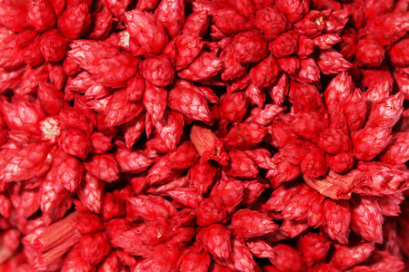 Macro red Dry Spiky Ball Flower isolated on white backgroundの写真素材