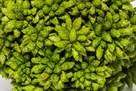 Closeup of little green Dry Spiky Ball Flower isolated on white backgroundの写真素材