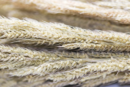 Close up of brown dry grass on white backgroundの写真素材