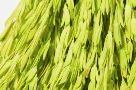 Background macro of group green Ears of wheat backgroundの写真素材