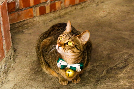 Closeup the Single cute cat sitting in front of Shop in Jiufen Village,Taiwanの写真素材