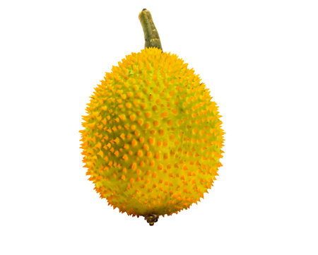 Closeup of Single green and orange Baby Jackfruit on white backgroundの写真素材