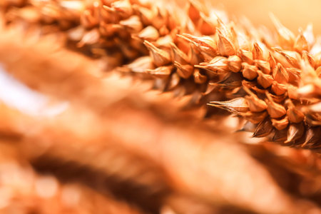 Close up of group brown blur dry grass on white backgroundの写真素材