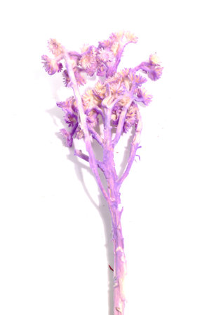 Single of Dry Tabebuia rosea light purple on white backgroundの写真素材
