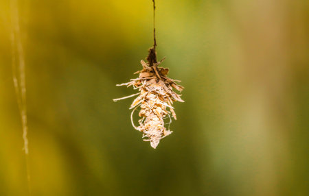 Close up of little Insect nest on the treeの写真素材