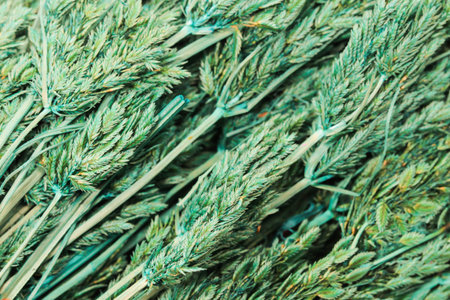 Close up of green dry flower Backgroundの写真素材