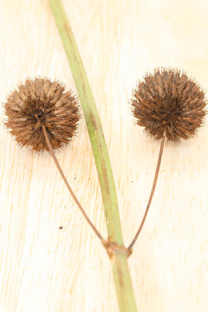 Macro of round brown dry flower on brown wooden