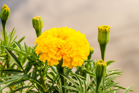 Closeup the freshness Yellow Marigold flower in the gardenの写真素材