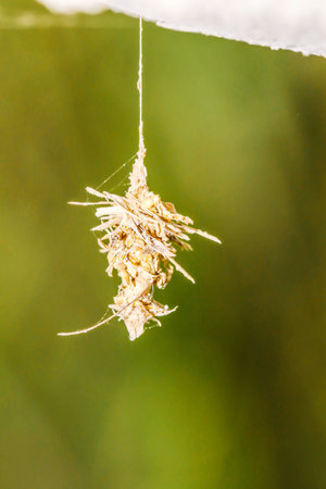 Macro of little Insect nest on the treeの写真素材