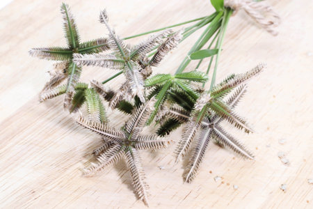 Closeup of bouquet Crowfoot grass or Beach wiregrass or Egyptian crowfoot grass on woodenの写真素材
