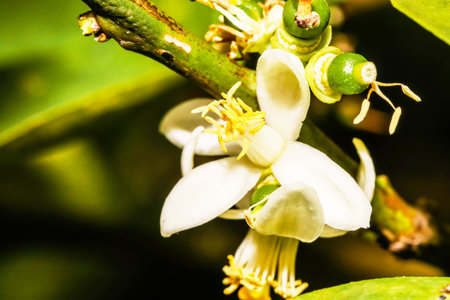 Close up of white Flower lemon ,Lime blossom on treeの写真素材