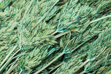 Closeup of green dry flower Backgroundの写真素材