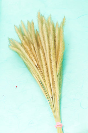 Group gold Feather Pennisetum, Mission grass with small brown rope sack on green backgroundの写真素材