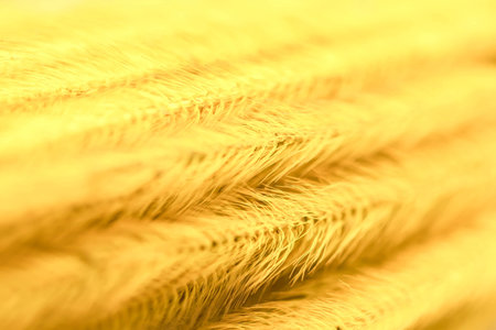 Closeup of Background of gold Feather Pennisetum, Mission grassの写真素材