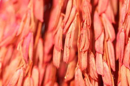 Closeup Background orange Ears of rice isolated isolated on white backgroundの写真素材