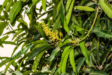 Closeup of Mango flowers blooming at summerの写真素材