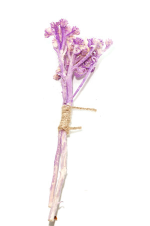 Macro of Single Dry Tabebuia rosea purple on white backgroundの写真素材