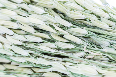 Macro Group organic and orange Ears of wheat backgroundの写真素材