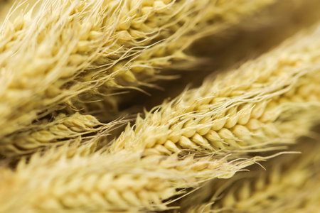 Closeup of Background group brown dry grass on white background