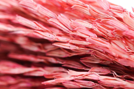 Macro  Group pink and orange Ears of wheat backgroundの写真素材