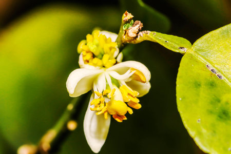 Little of white Flower lemon ,Lime blossom on treeの写真素材