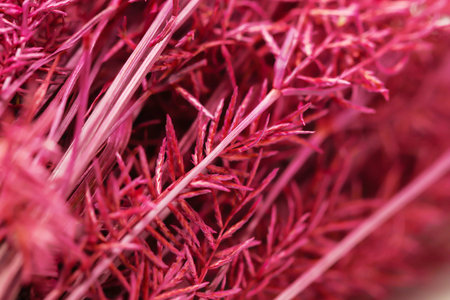 Macro Background of group pink dry grass on dark backgroundの写真素材