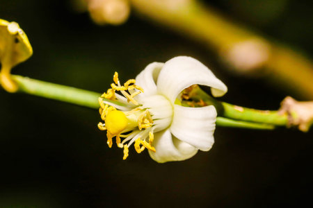 Little white Flower lemon ,Lime blossom on the treeの写真素材