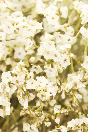 Macro group white dry flower on white backgroundの写真素材