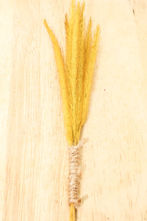 Single gold Feather Pennisetum, Mission grass with small brown rope sackの写真素材