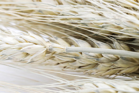 Macro of Group gold Ears of wheat isolated on white backgroundの写真素材