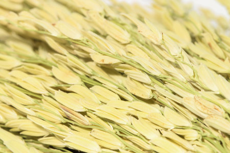 Macro of group organic and orange Ears of wheat backgroundの写真素材