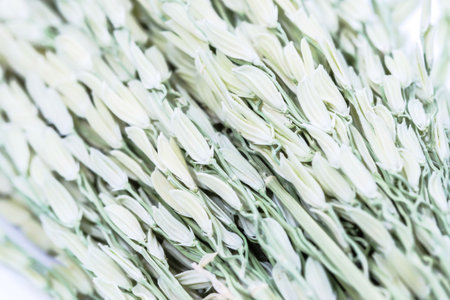 Macro of organic and orange Ears of wheat backgroundの写真素材