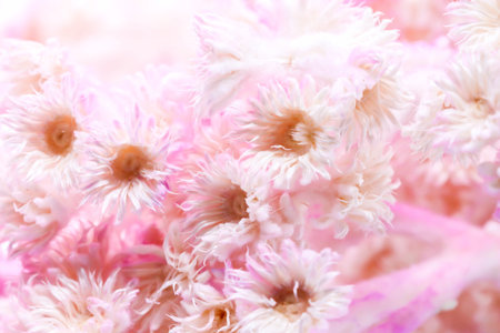 Closeup of Dry Tabebuia rosea pink backgroundの写真素材