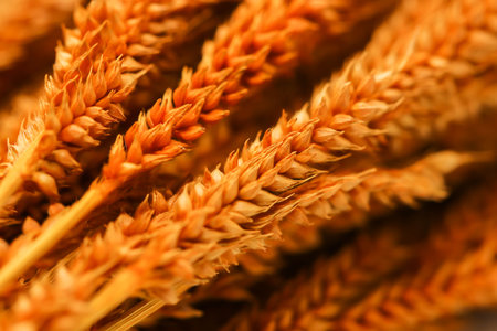 Group blur orange dry grass on white backgroundの写真素材