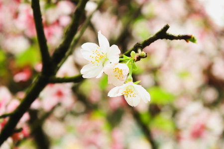 Macro of Single Branch  pink sakura in the Tianyuan Temple,Taiwanの写真素材