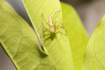 Macro of Green Spider jumping on the green leafの写真素材