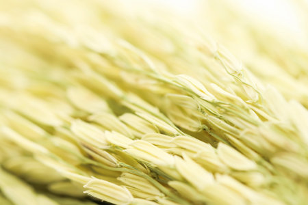 Macro of little blur organic and orange Ears of wheat backgroundの写真素材