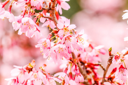Fresh of Beautiful pink cherry blossom Sakura flower at shibazakura festival , Yamanashi, Kawaguchikoの写真素材