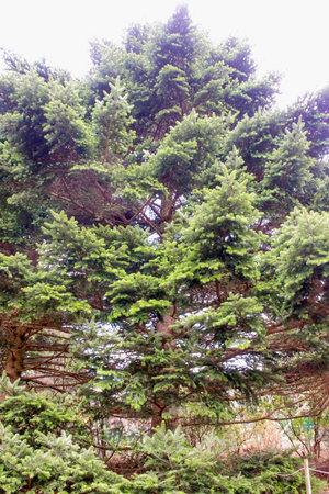 Closeup of Big green pine tree in the gardenの写真素材