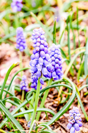Close up of  blue muscaries flowers in the garden,Japanの写真素材