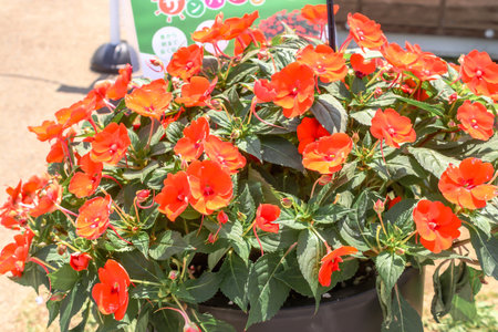 Closeup of group fresh orange in flowerpotの写真素材