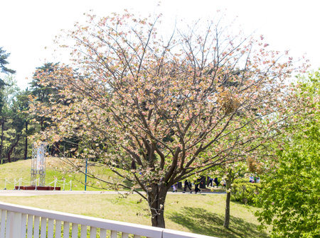 Closeup of single orange cherry sakura flower treeの写真素材