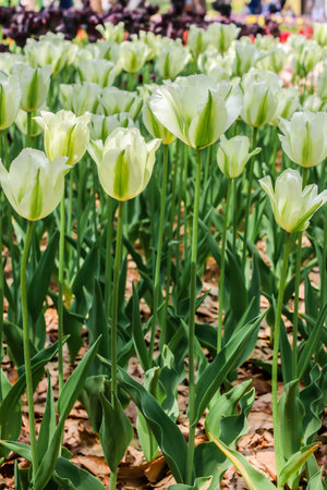Group of big white tulips in  seaside parkの写真素材