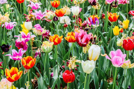 Focus of big colorful tulips in  seaside parkの写真素材